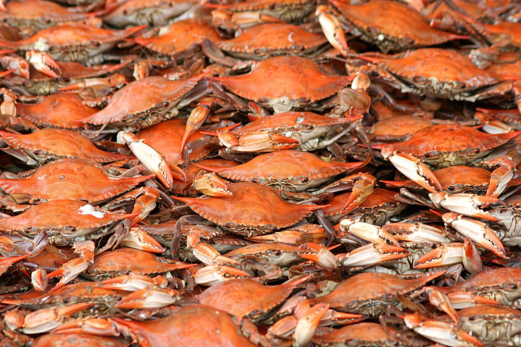 Crabs and Beer by the James